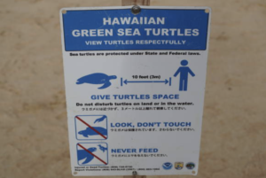 turtle sign