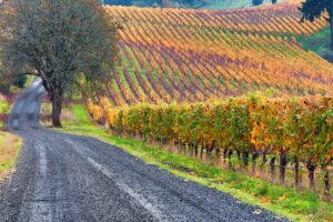 Oregon fall wine tours