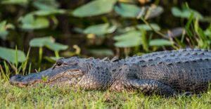 Everglades