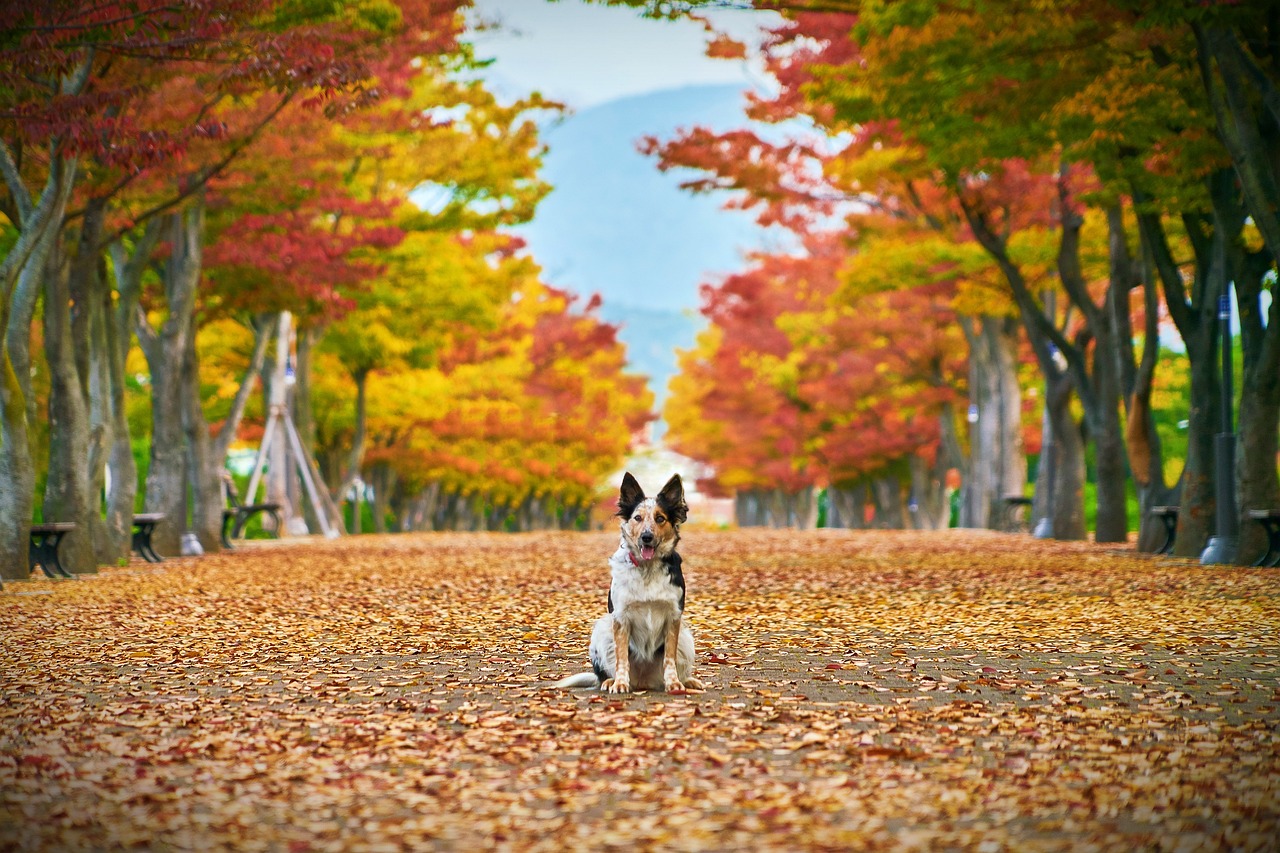 Fall Travel Dog