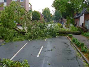 tree down from storm