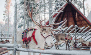 Reindeer Finland